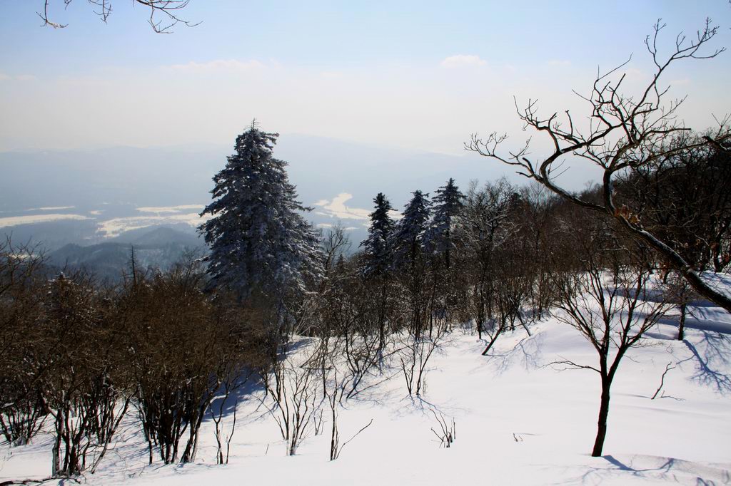 高山上的松树 摄影 星湖