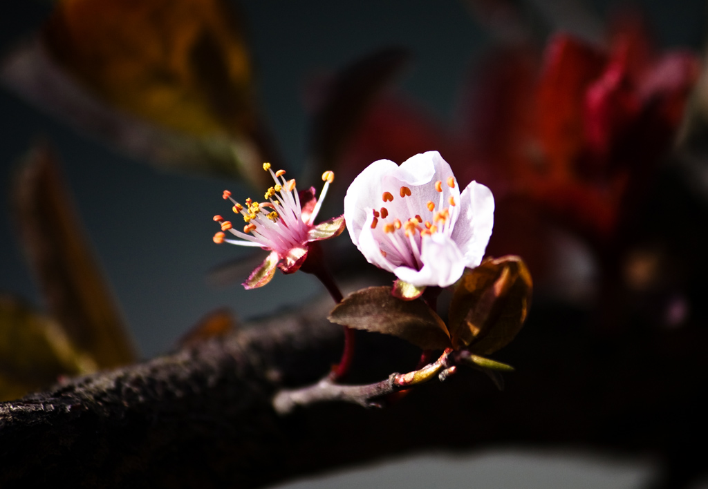 花开花落 摄影 月岛翁