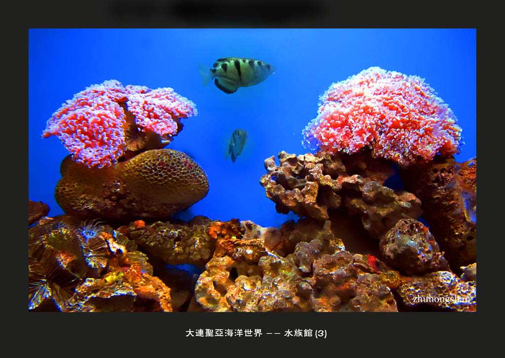 大连圣亚海洋世界--水族馆 摄影 洪山