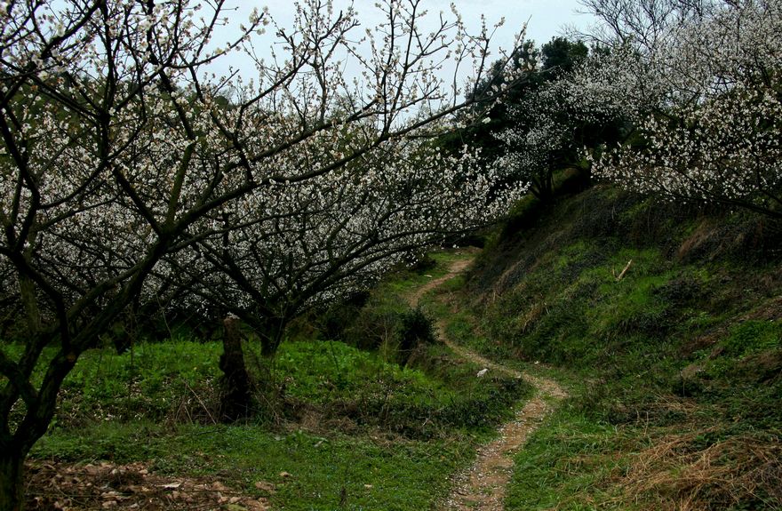 山道弯弯 摄影 上虞鲁班