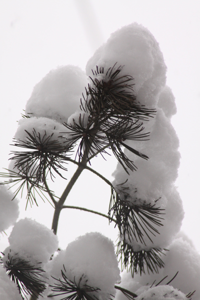 雪压青松 摄影 漫步火星