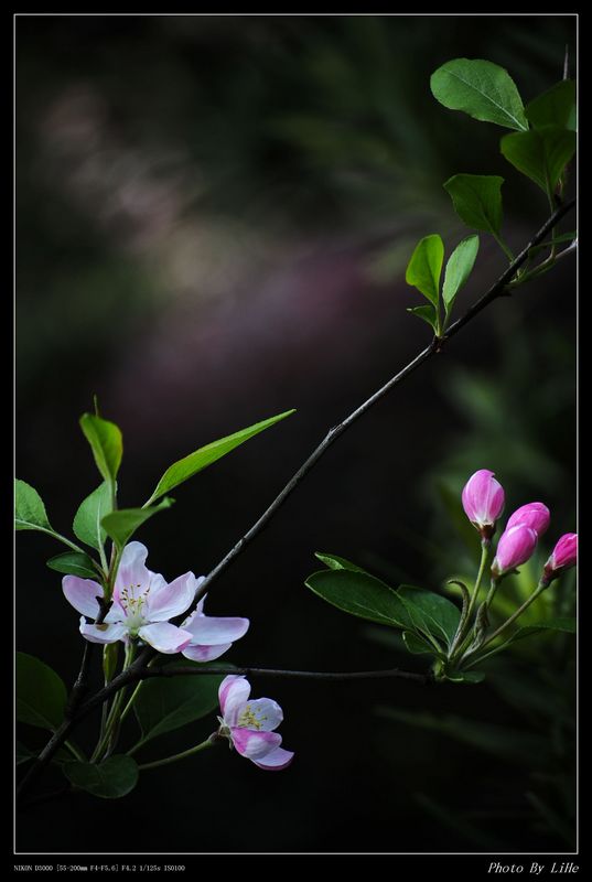 看花儿 摄影 禾春玉粒