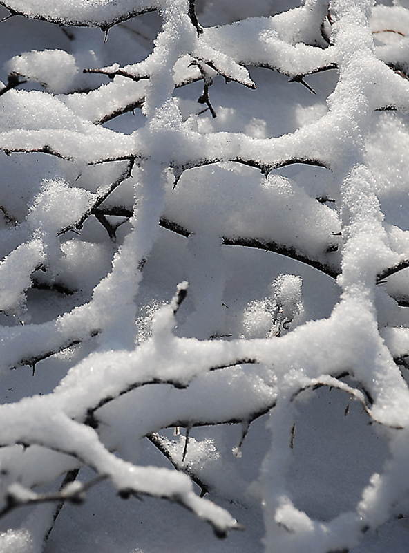 新雪 摄影 九安