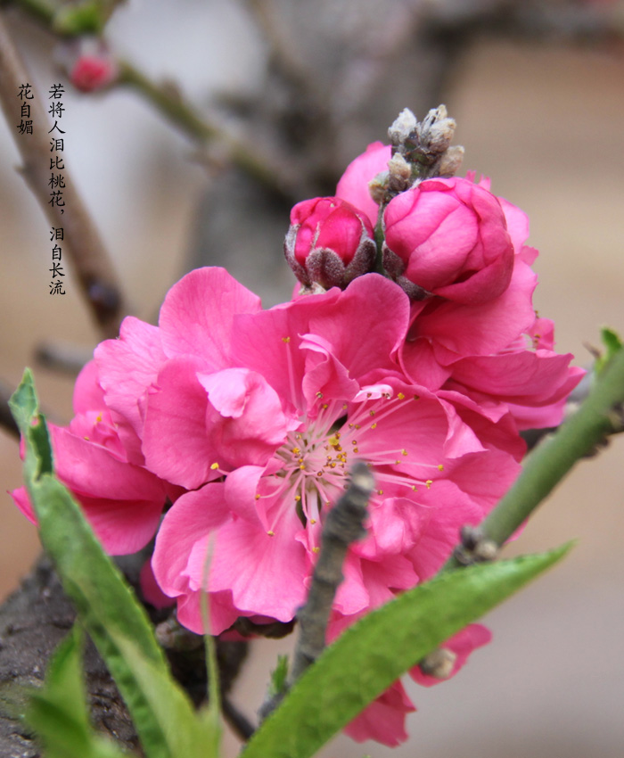 花瓣雨3 摄影 柳春