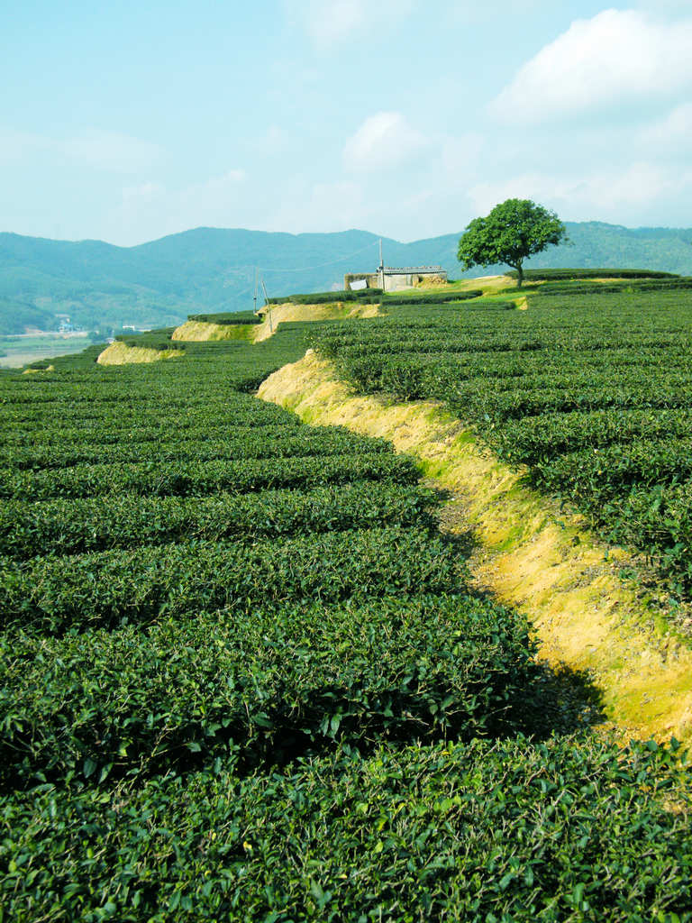 茶园3 摄影 梁岗樵夫