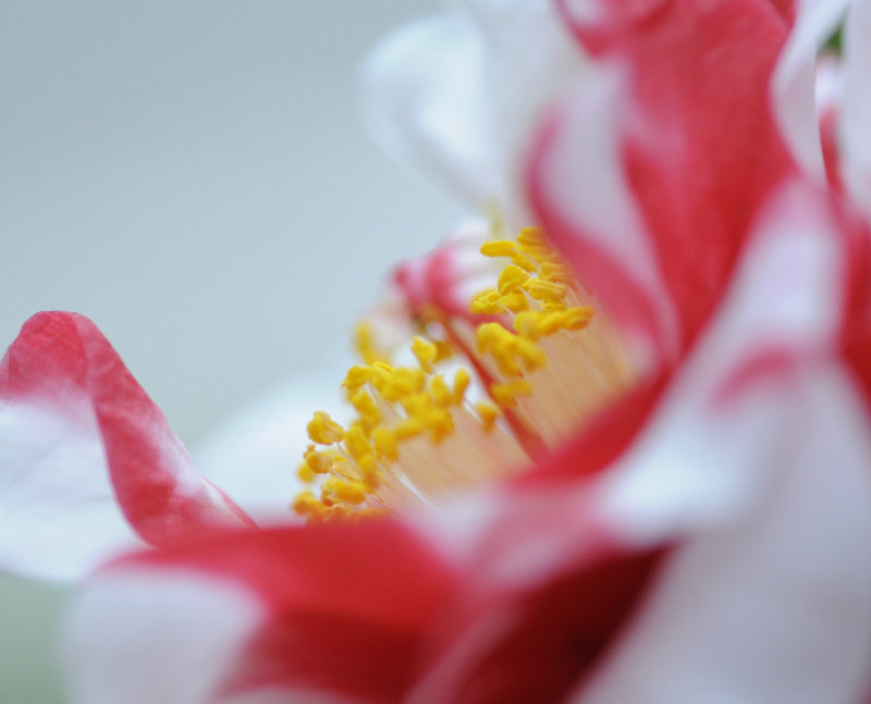 hua 摄影 雨中飞