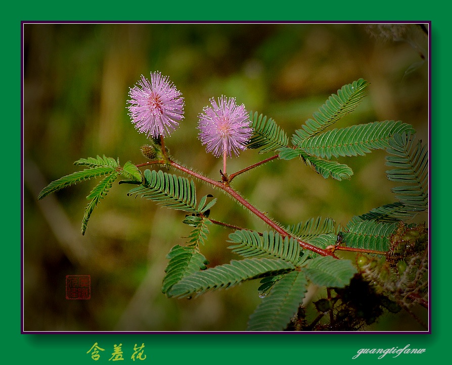 含羞花 摄影 guangtiefanw