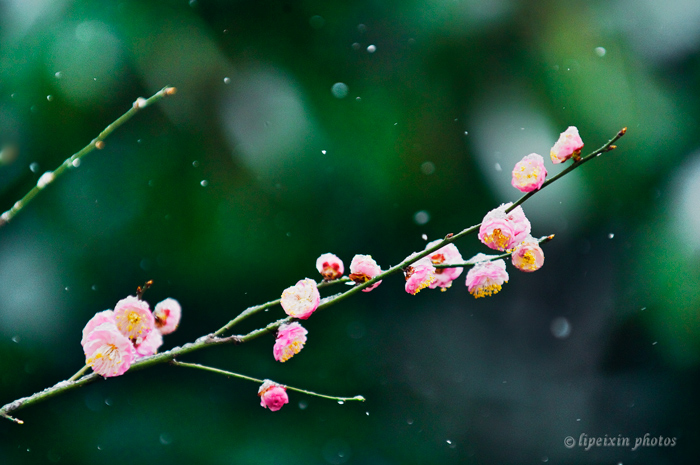 香雪海之二 摄影 麦之芒