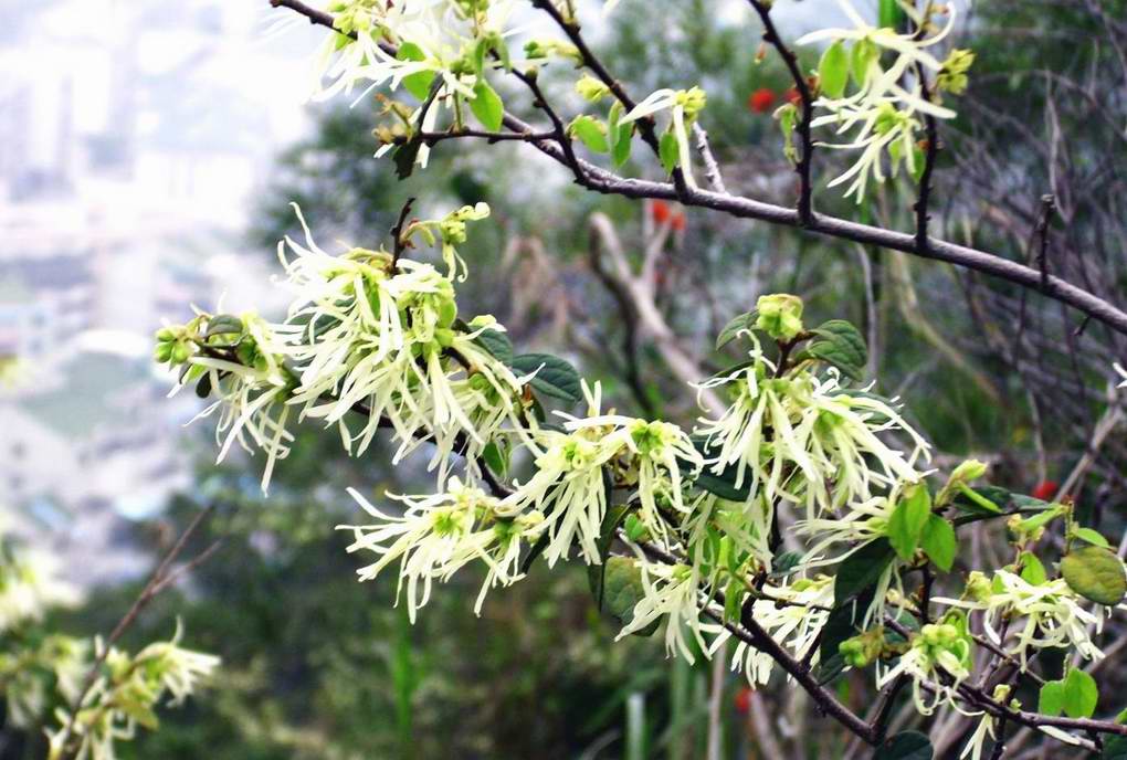 春 花 摄影 老沙