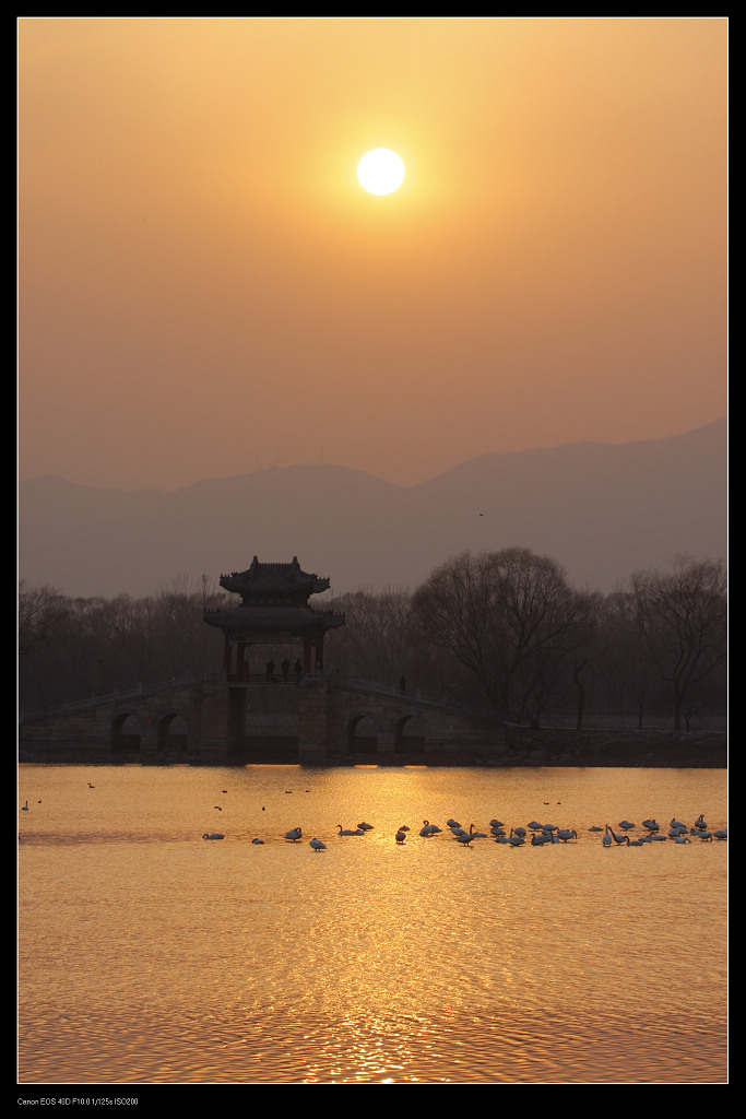 金色天鹅湖（三） 摄影 天山之鹰