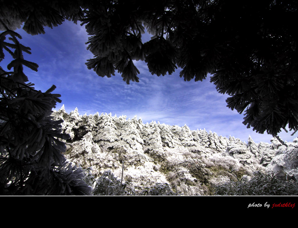 三清山雪松之三 摄影 逐光掠影