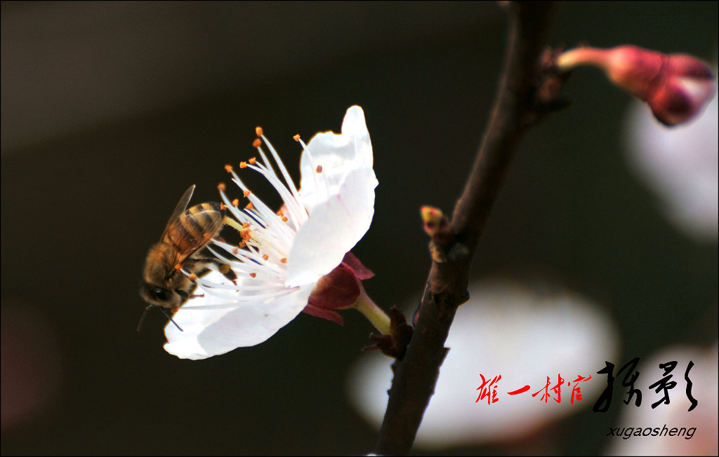 辛勤地劳动 摄影 雄一村官