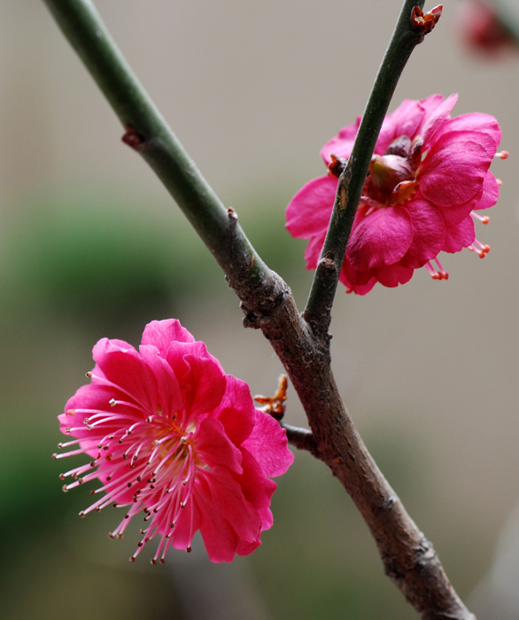 红梅花 摄影 土豆花