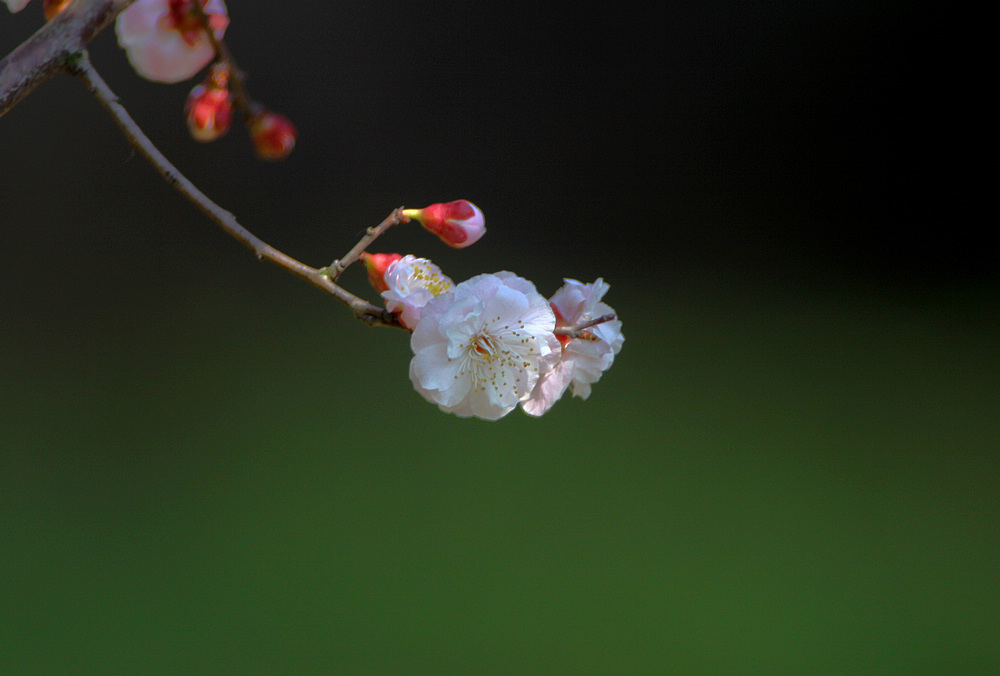 梅花 摄影 山村大夫