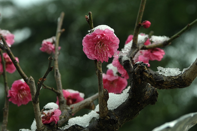 春梅傲雪 摄影 greenkngdom