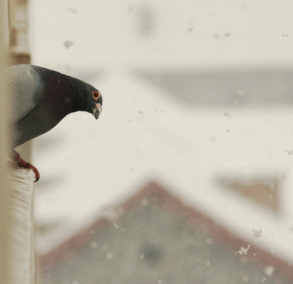 鸽子不识三月雪 摄影 gaoxiaopan