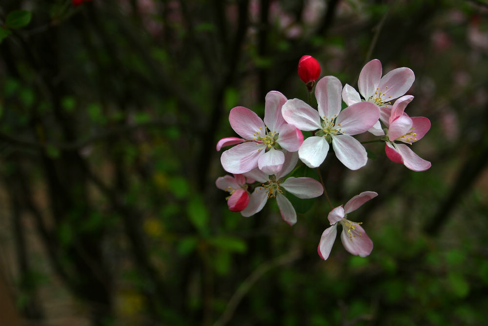 春花灿烂 摄影 古雒城