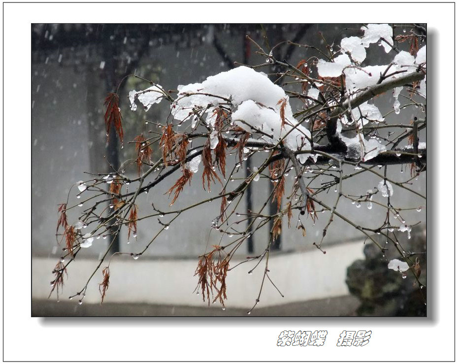 瑞雪 摄影 紫蝴蝶