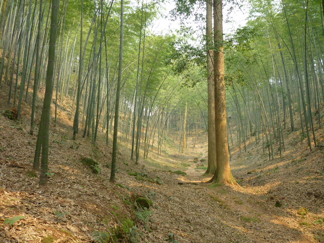 竹林小道 摄影 zhujia