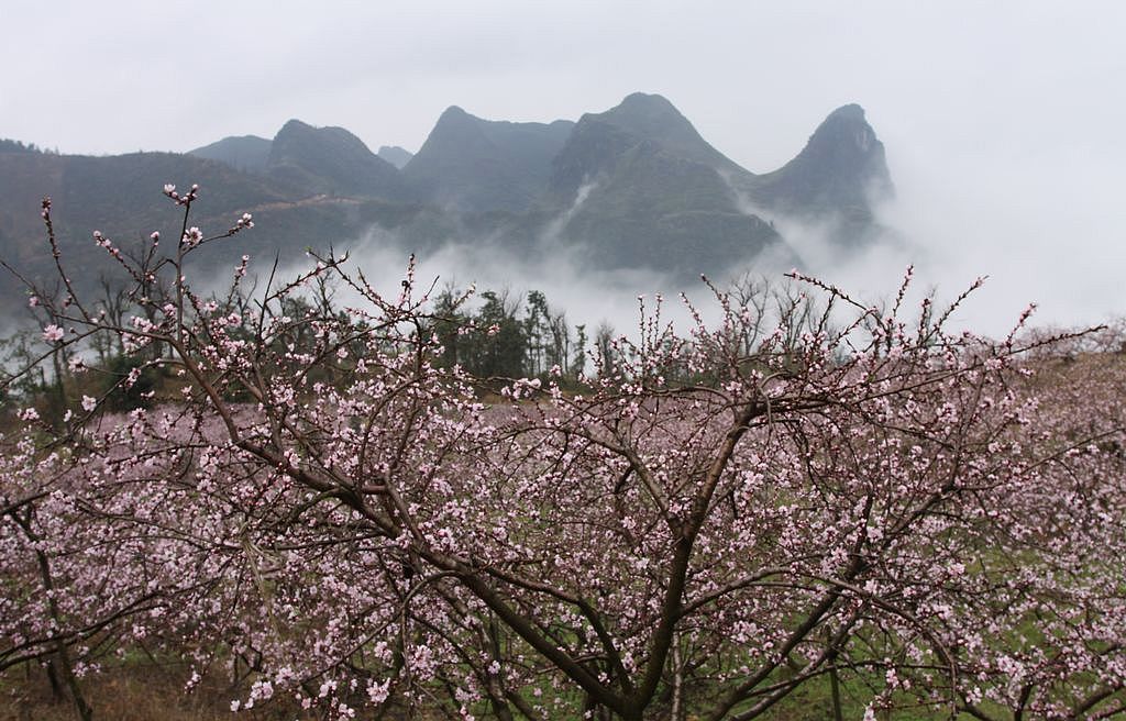 阳春三月春色美 摄影 湖塘月色