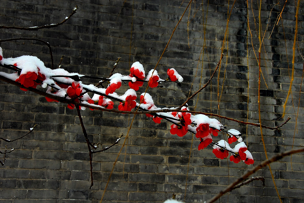 假花真雪 摄影 ZUZI