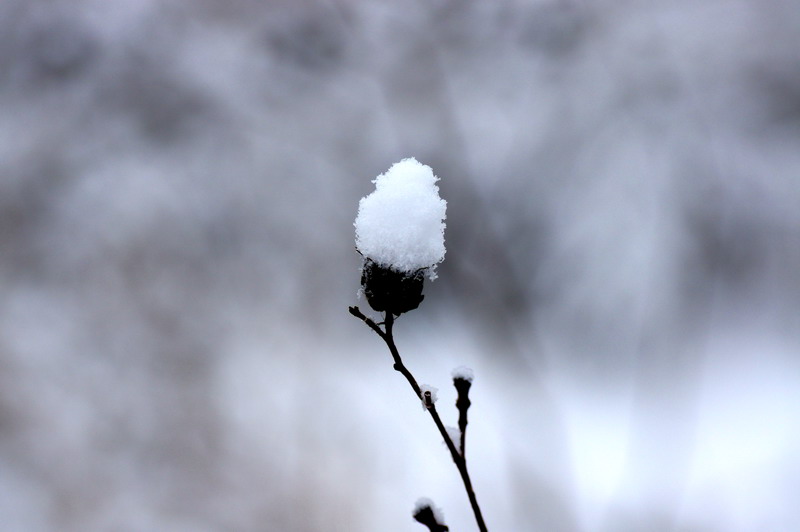 三月雪 摄影 老山石