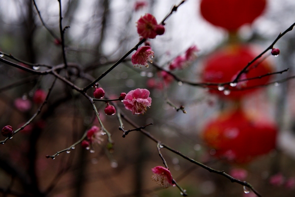 雨中赏梅 摄影 xibeilin