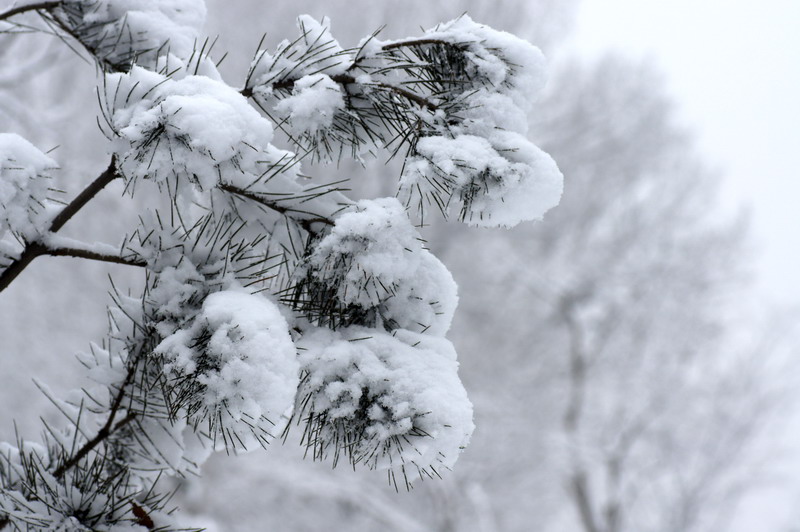 三月雪 摄影 老山石