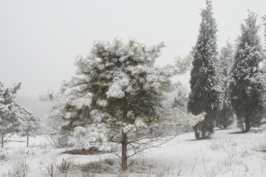 北京春天的雪 摄影 山水彩虹