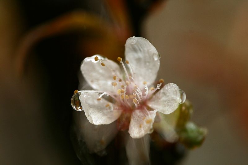 春雨潇潇 摄影 楚园秋韵