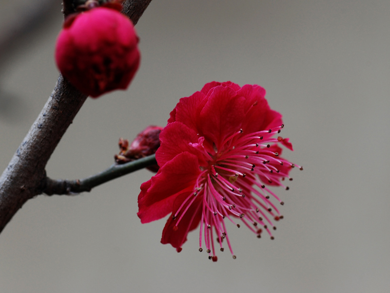 红梅花2 摄影 土豆花