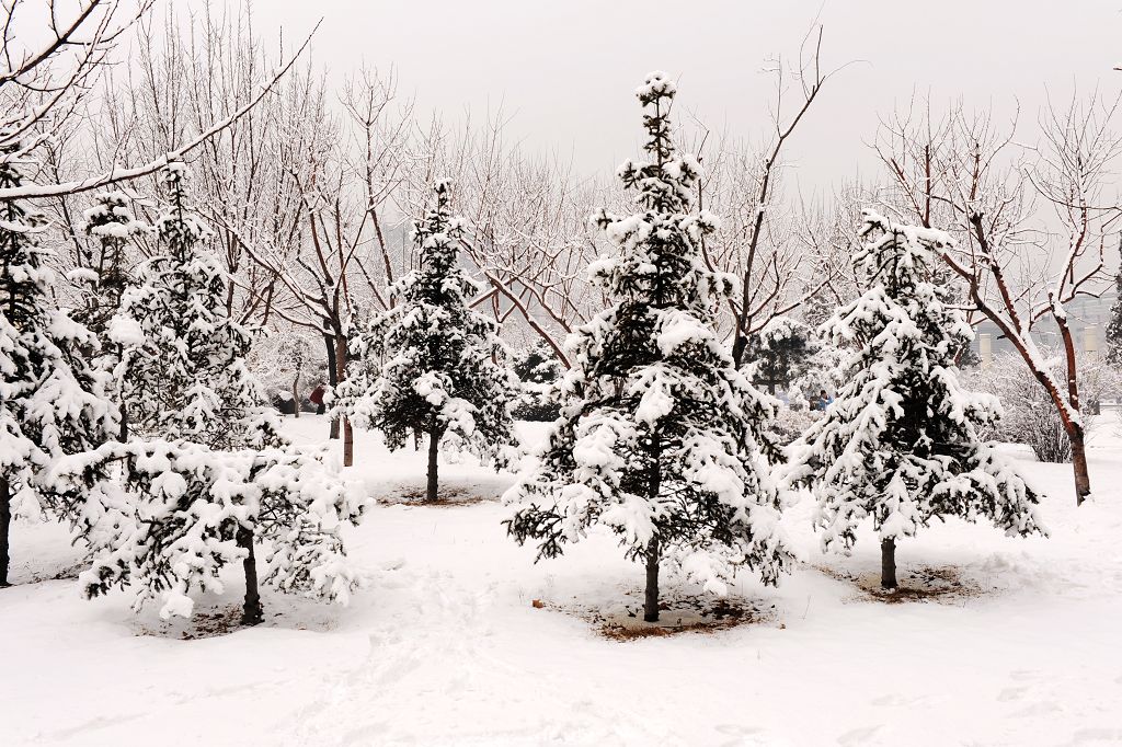 三月雪 摄影 秋叶雨荷