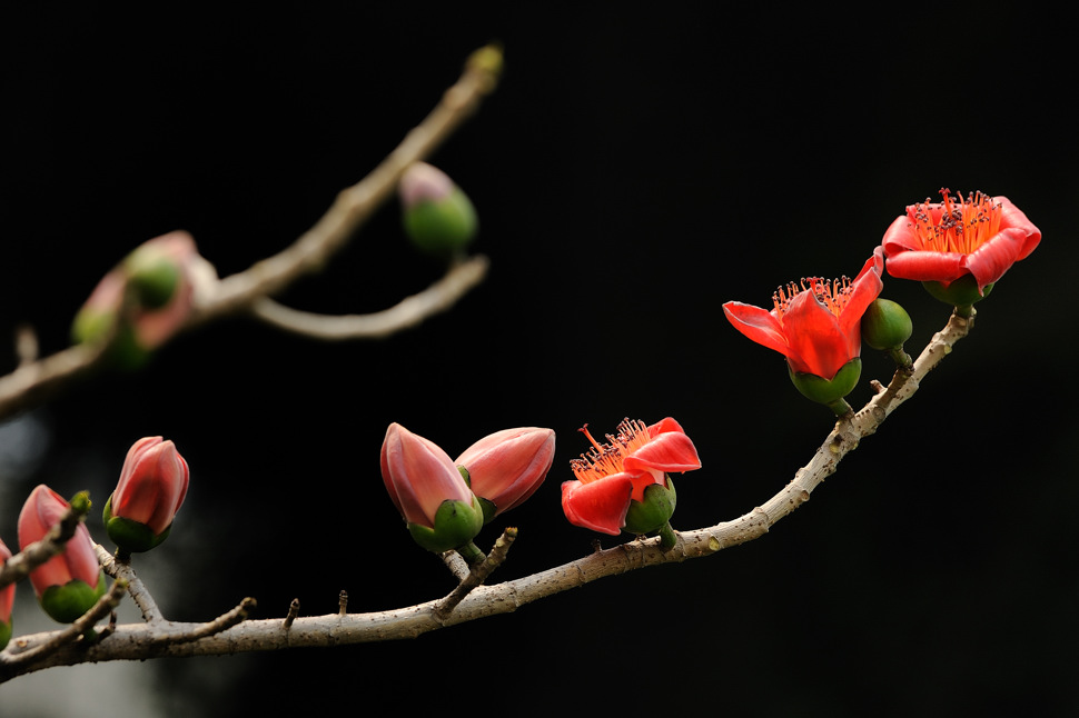 《红棉花儿开》 摄影 佛手