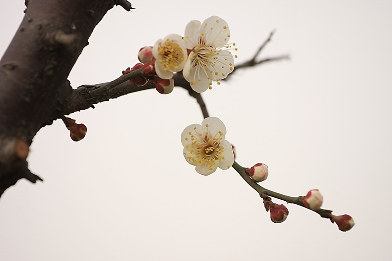 梅 摄影 洛神