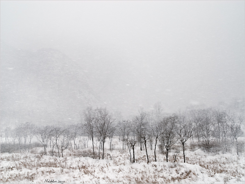 雪落无声-5 摄影 麦哲伦