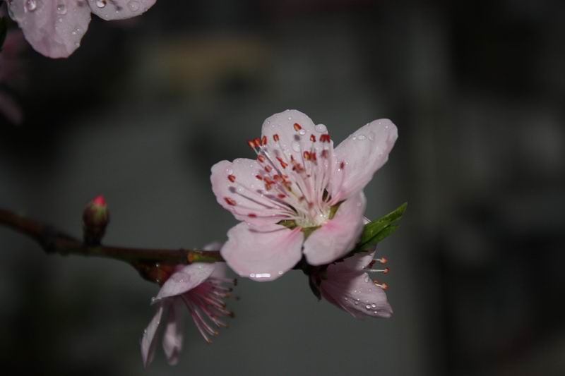 朦朦春雨桃花艳 摄影 xiaoyaojushi