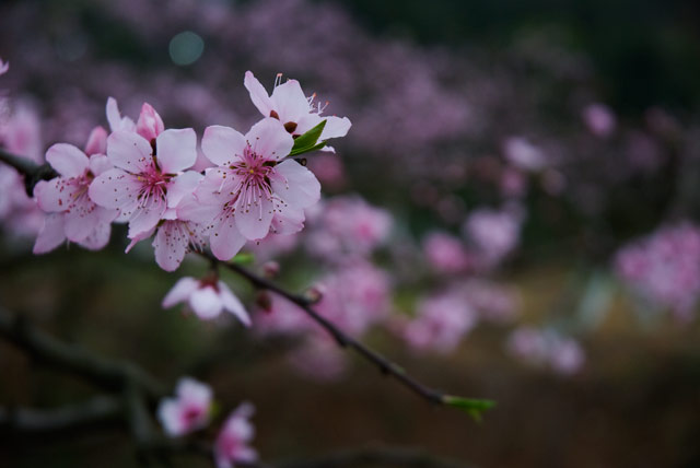 桃花 摄影 破曉