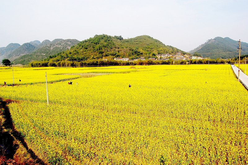 柳州大良油菜花 摄影 跟我玩1064