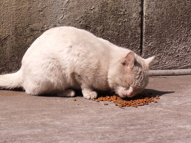 流浪猫的幸福时刻 摄影 纳米眼