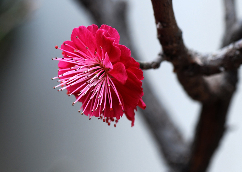 红梅花4 摄影 土豆花