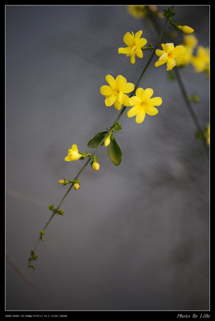 春花 摄影 禾春玉粒