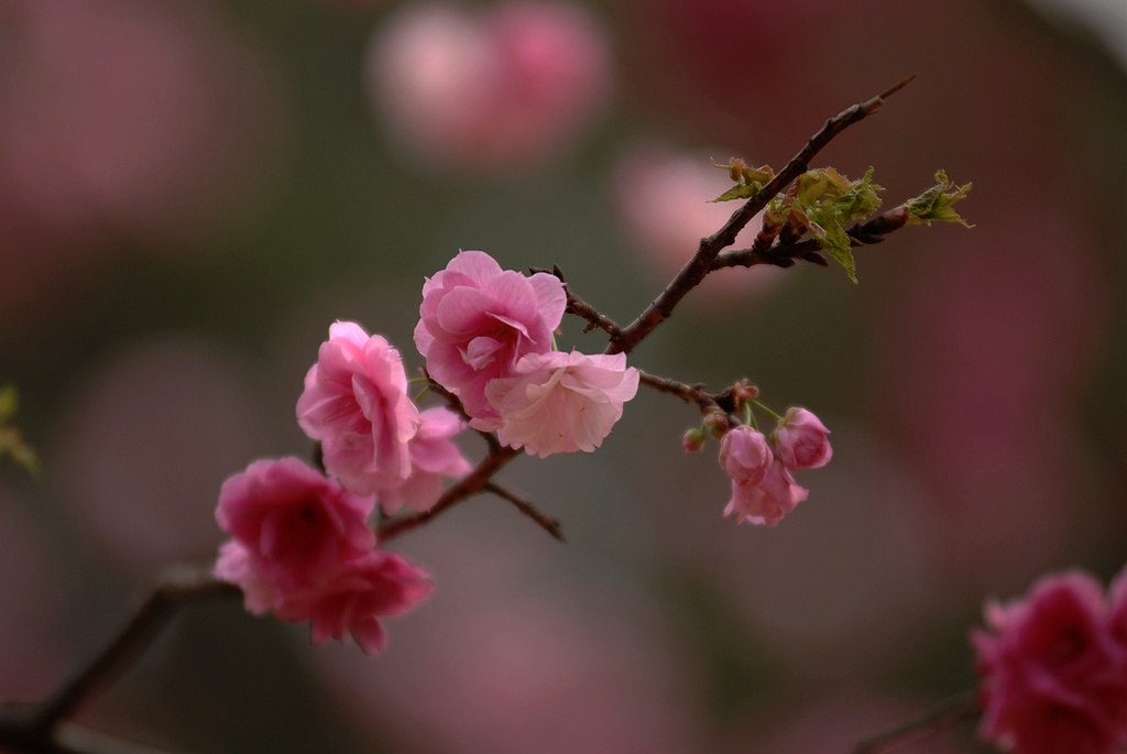 樱花 摄影 老歌