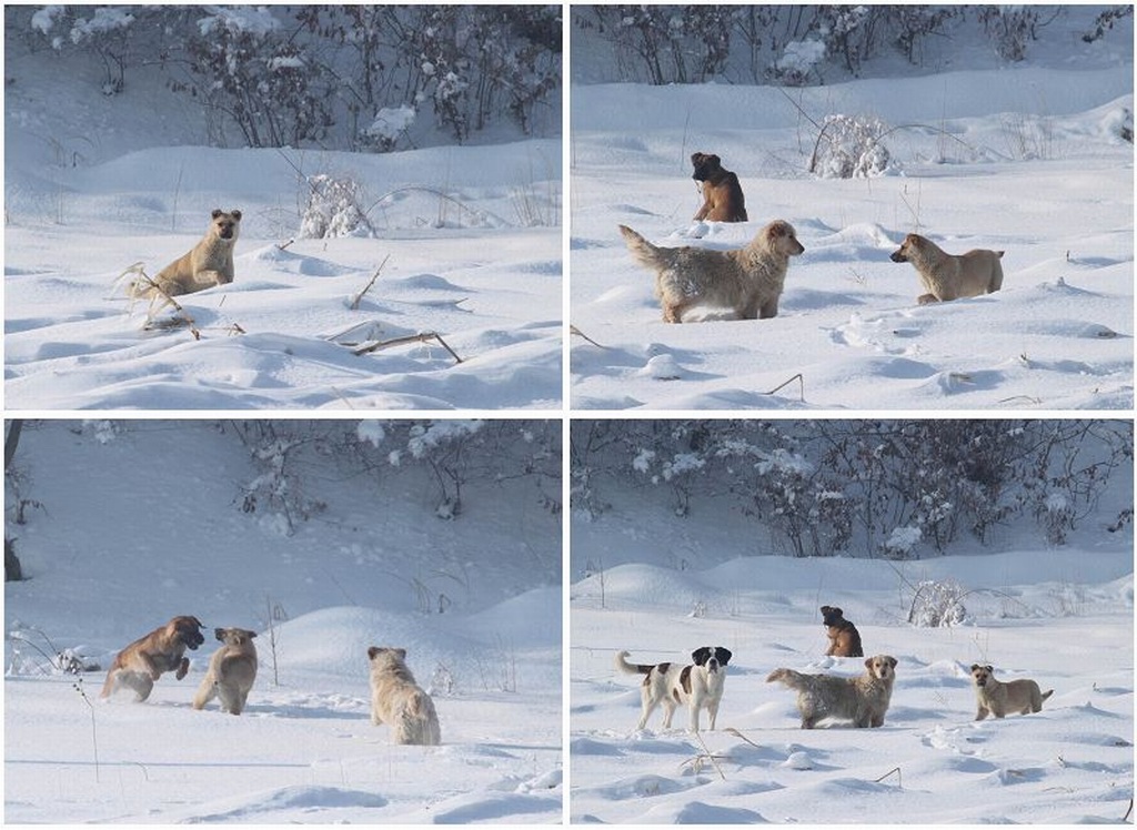 雪地狗趣 摄影 付炳权