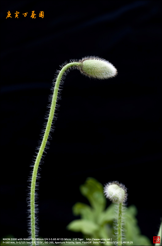 番禺万葵园赏花 4 摄影 深圳虎