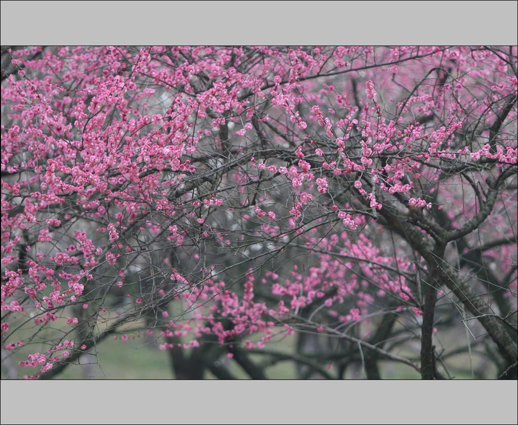 那些花儿——春色满园 摄影 我心依旧