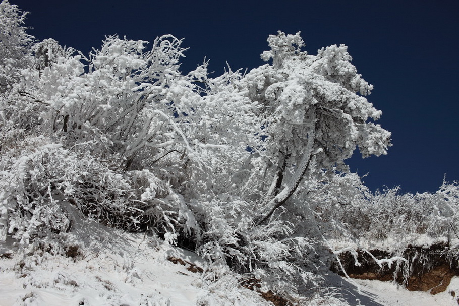 秦岭雪松 摄影 乐言者