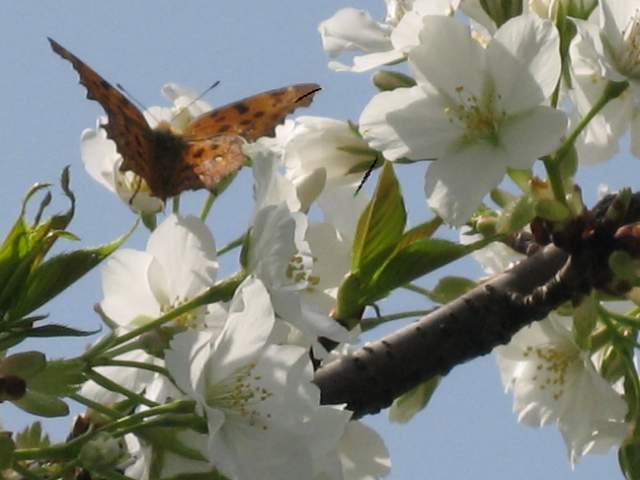 春暖百花艳-----梨花与蝴蝶 摄影 季一