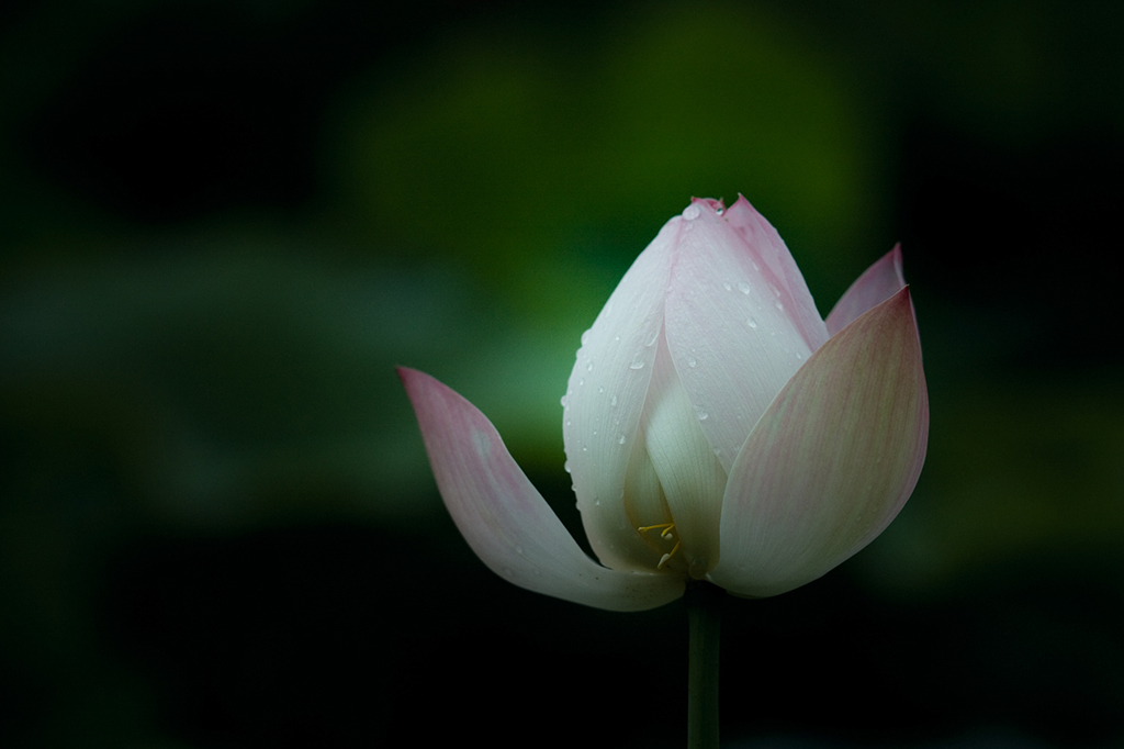 出水芙蓉 摄影 老姜就是辣