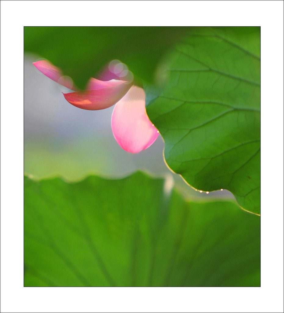 那些花儿——绿肥红瘦 摄影 我心依旧