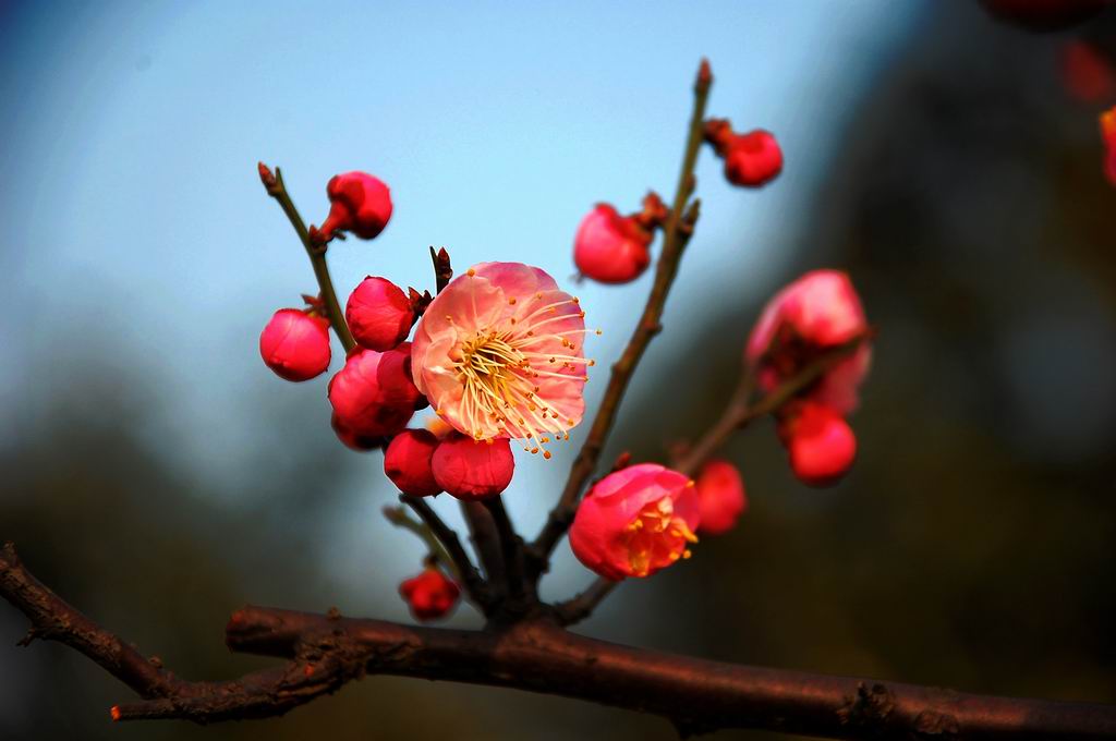 梅花 摄影 近山远水